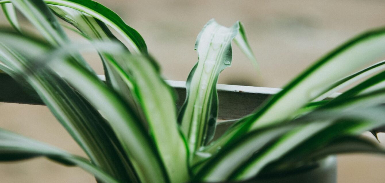 Photo by Ravi Kant Macro shot of a spider plant with fresh water droplets on leaves.