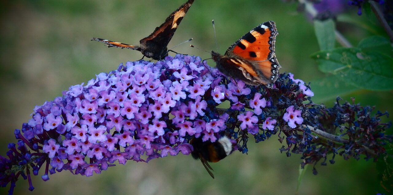 Photo by martinavod butterfly, butterfly bush, butterfly bush david