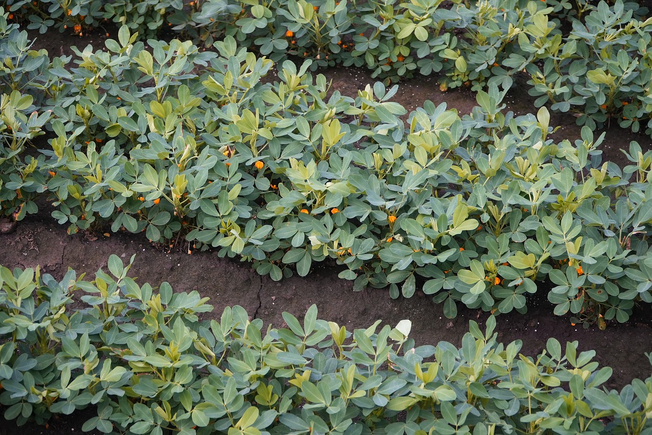 Photo by Docujeju peanut, peanut farm, plants