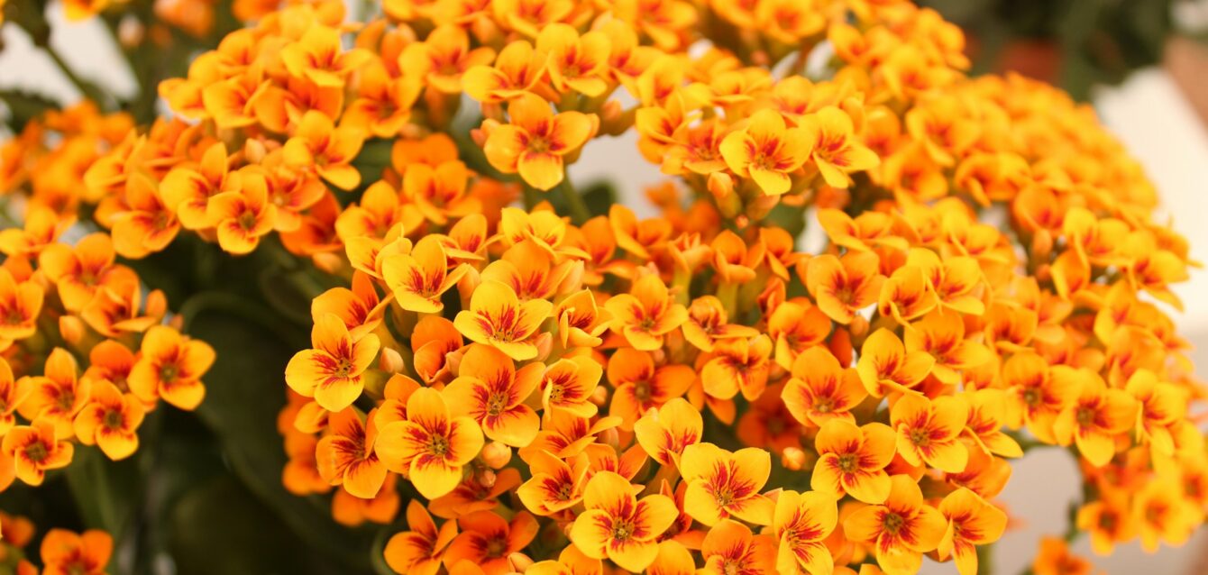 Kalanchoe Kalanchoe