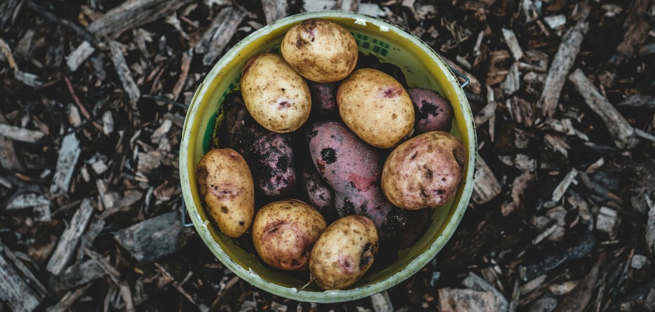 Photo by Jonathan Kemper green and brown round fruits in green plastic bucket