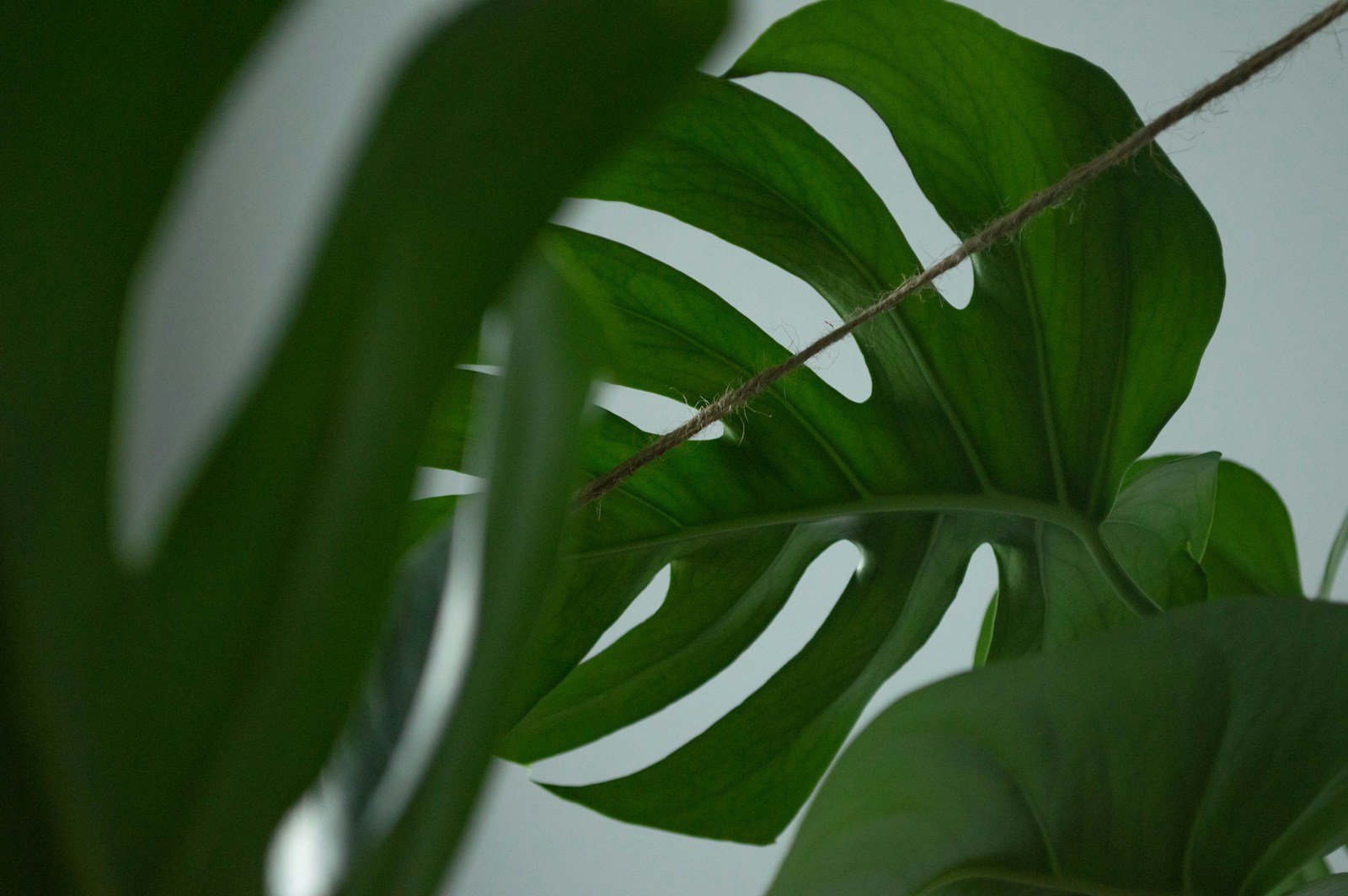 Photo by Dmytro Dovgan A close up of a green plant with a sky background