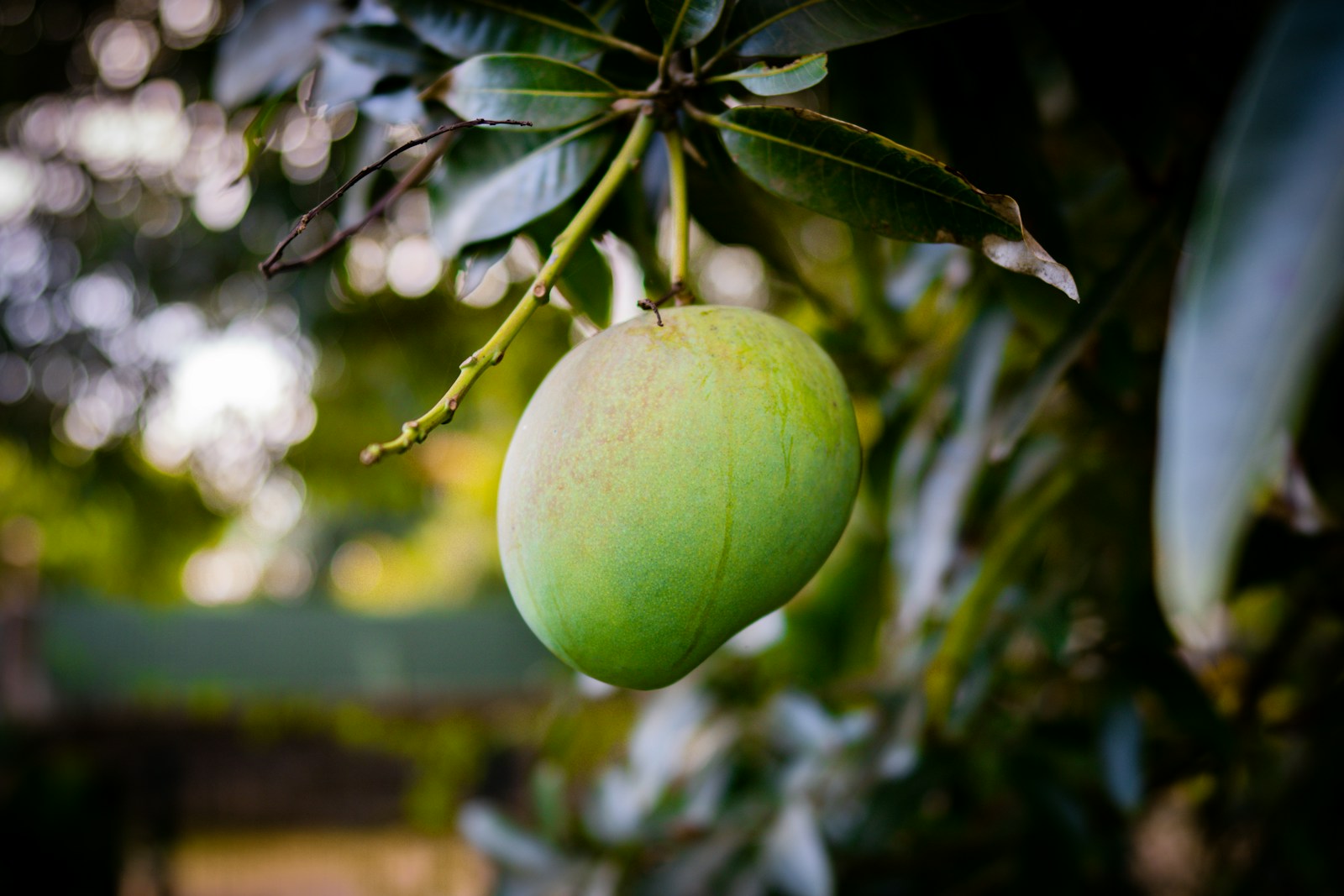 Photo by Localize a green fruit on a tree