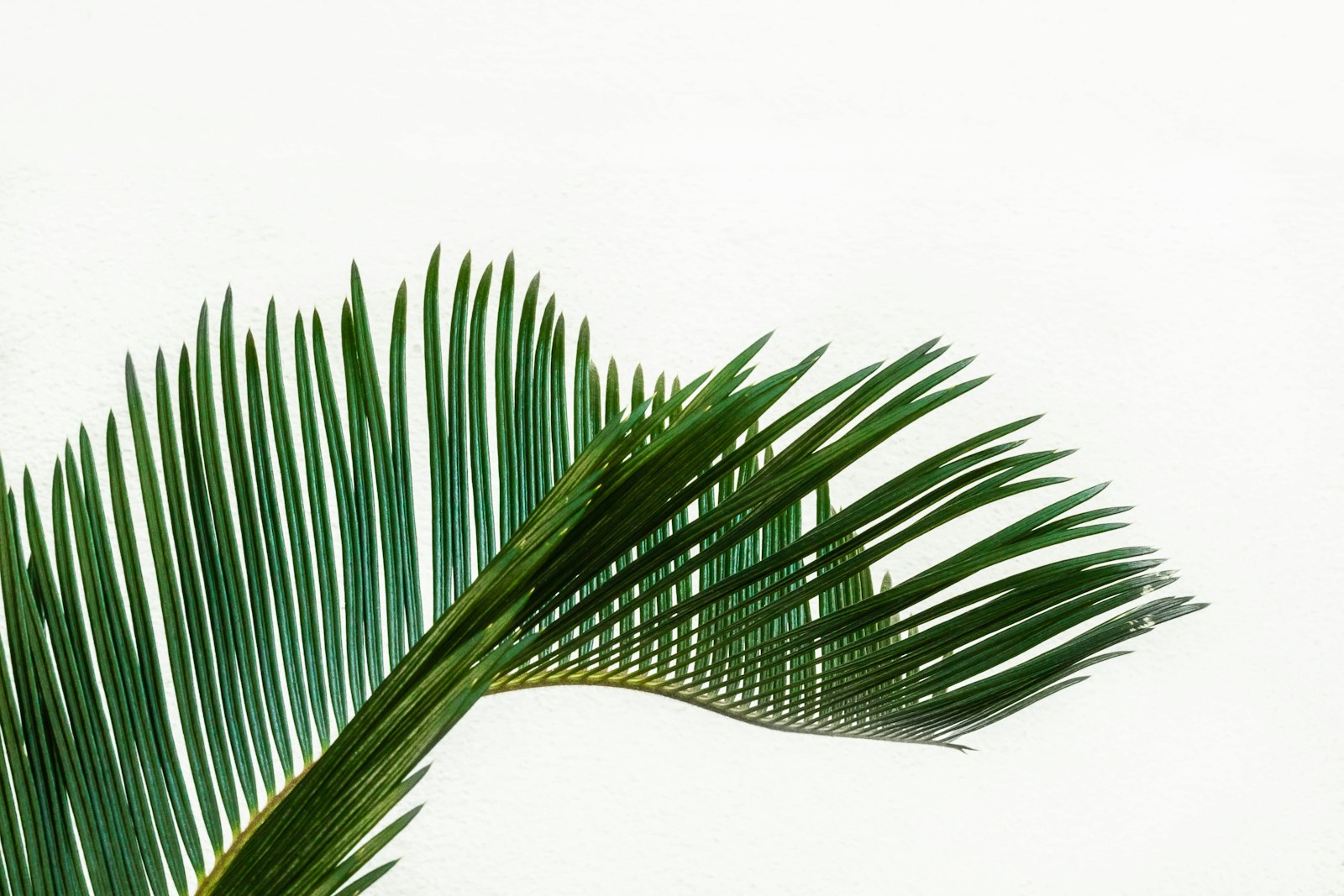 Photo by Pawel Czerwinski green coconut tree leaf at daytime