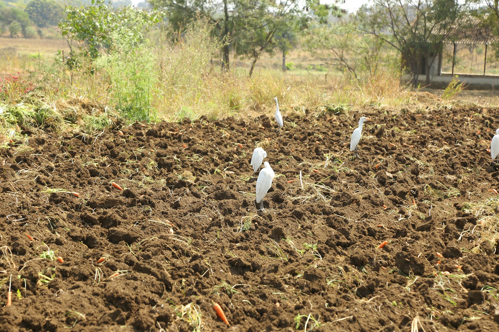 Photo by EqualStock a group of white birds standing on top of a dirt field