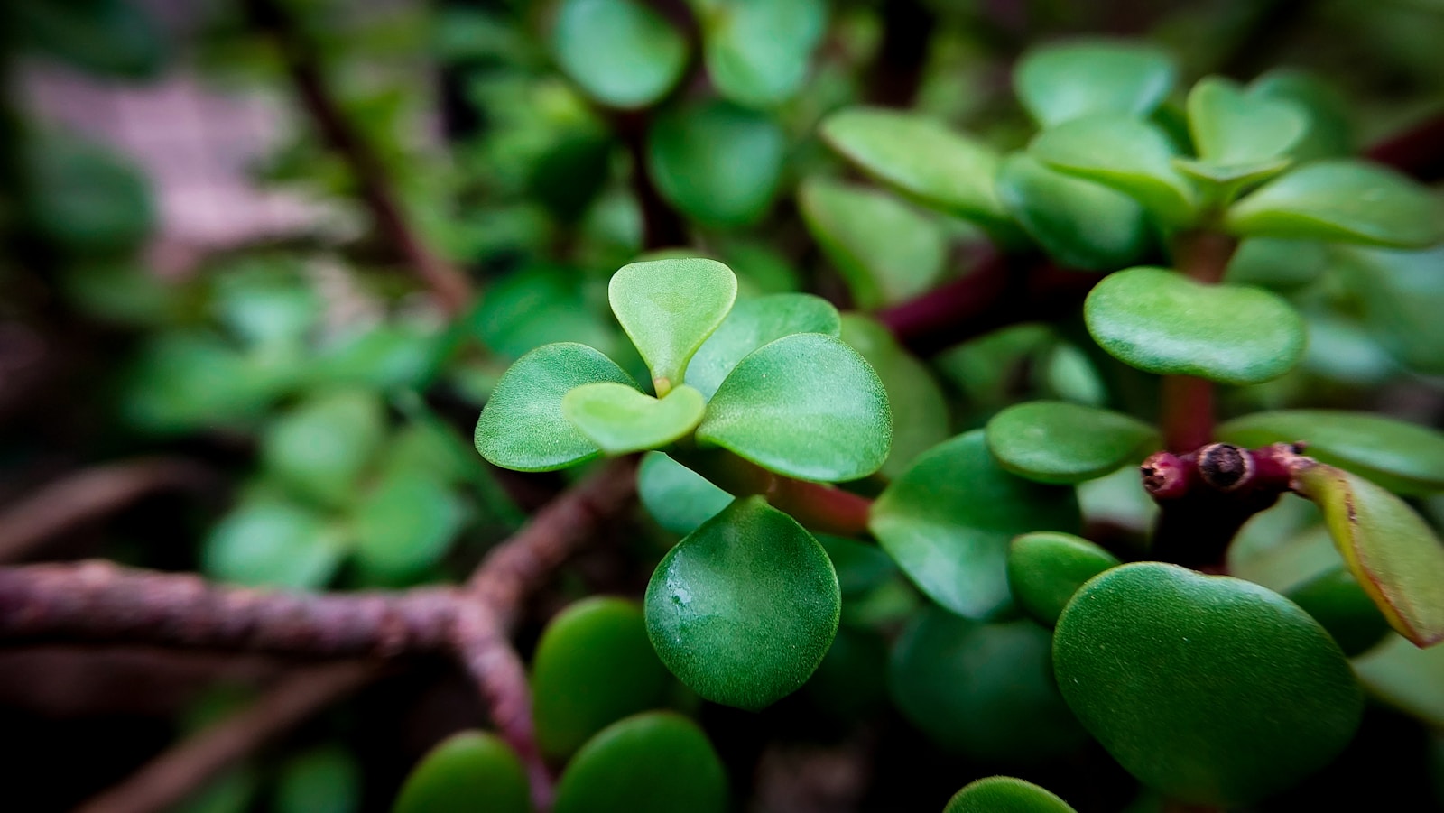 Photo by Shotify a close up of a plant