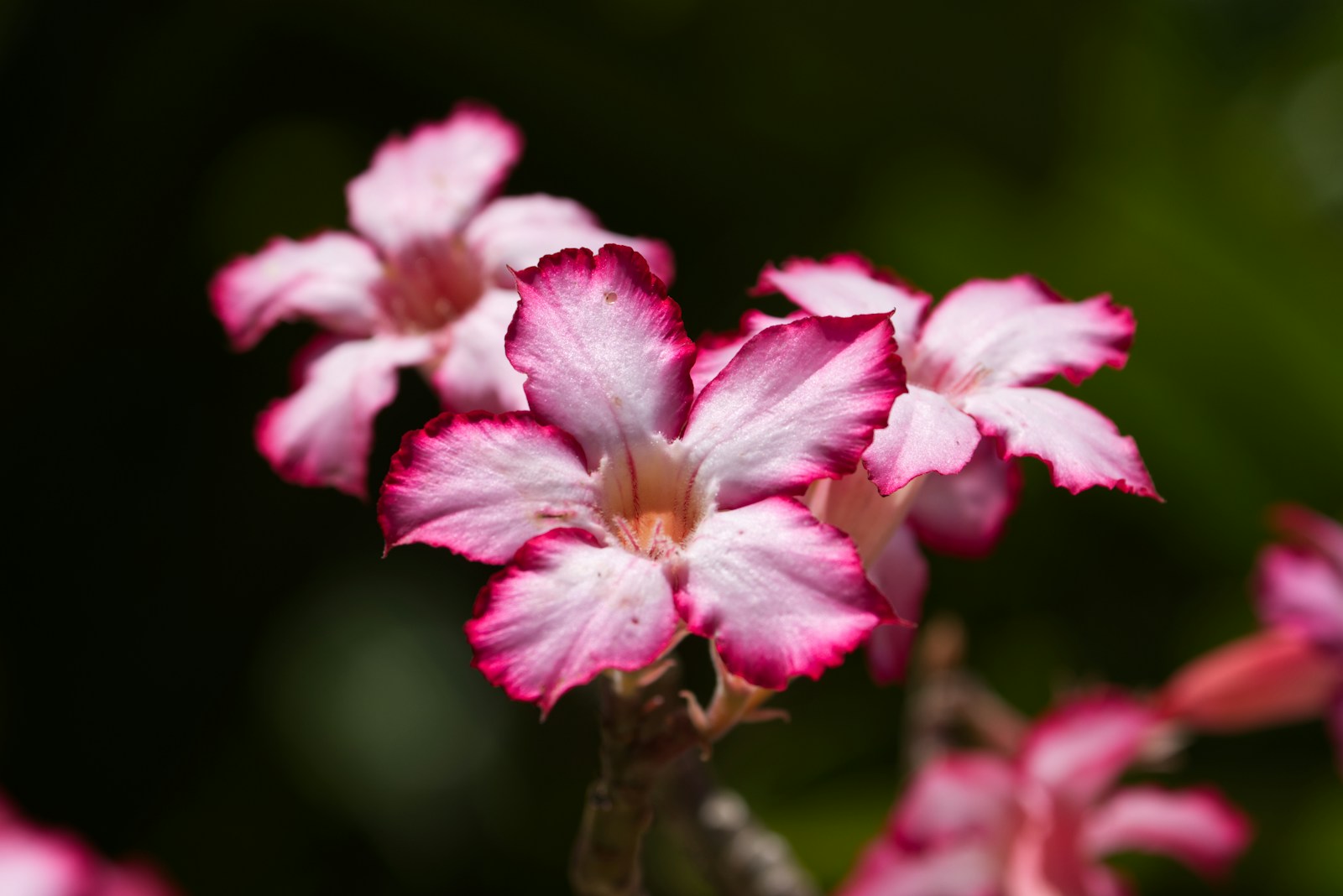 Photo by Anthony Rae a close up of a flower
