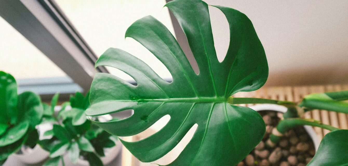 Photo by Huy Phan green plant in pot beside window