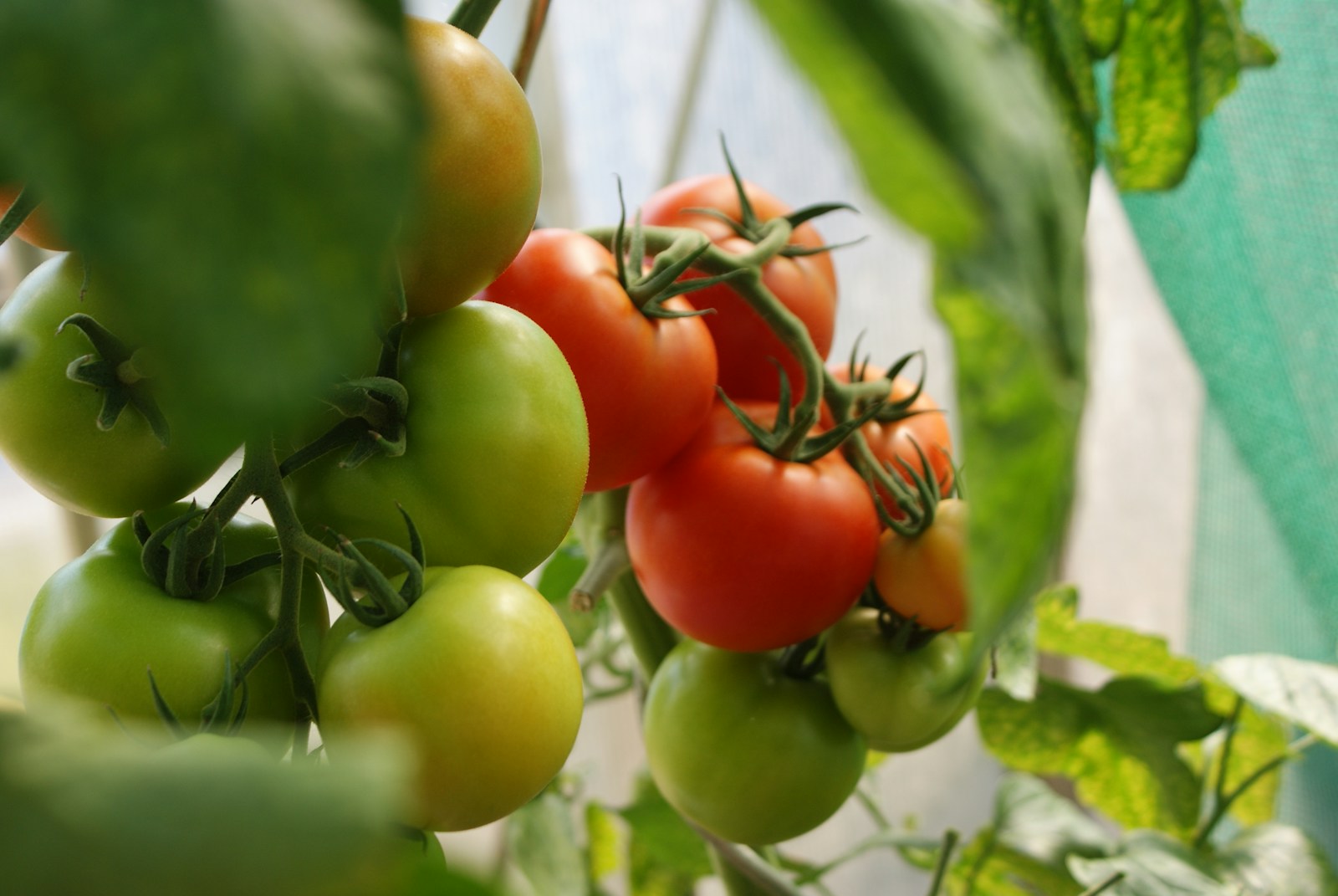 Photo by Dani California green and red tomatoes close-up photo