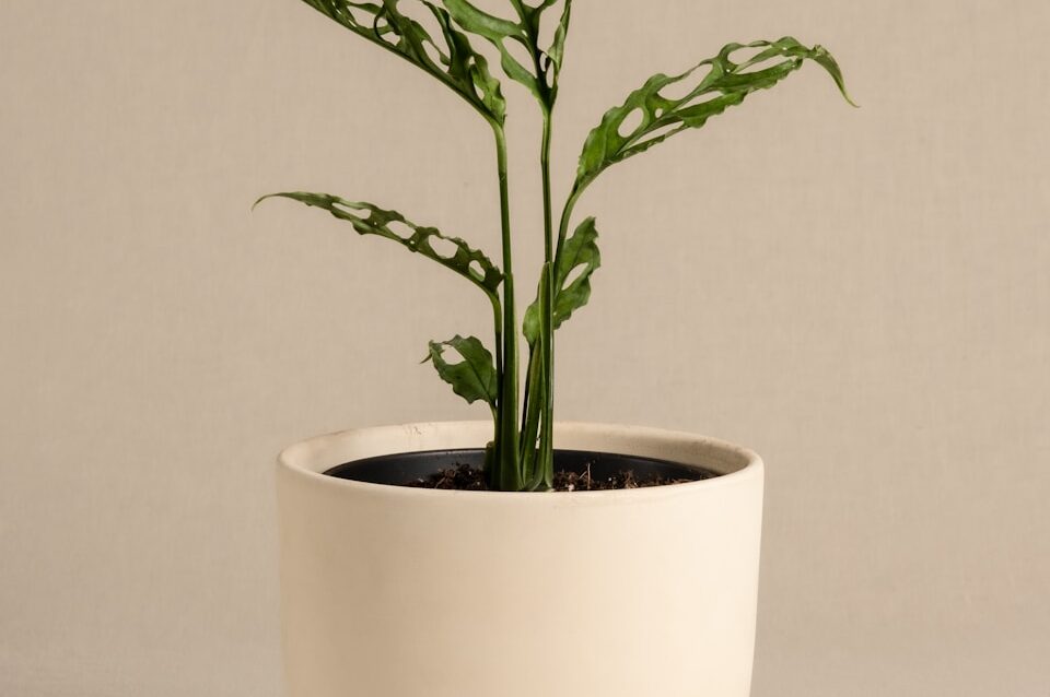 Photo by feey A potted plant sitting on top of a table