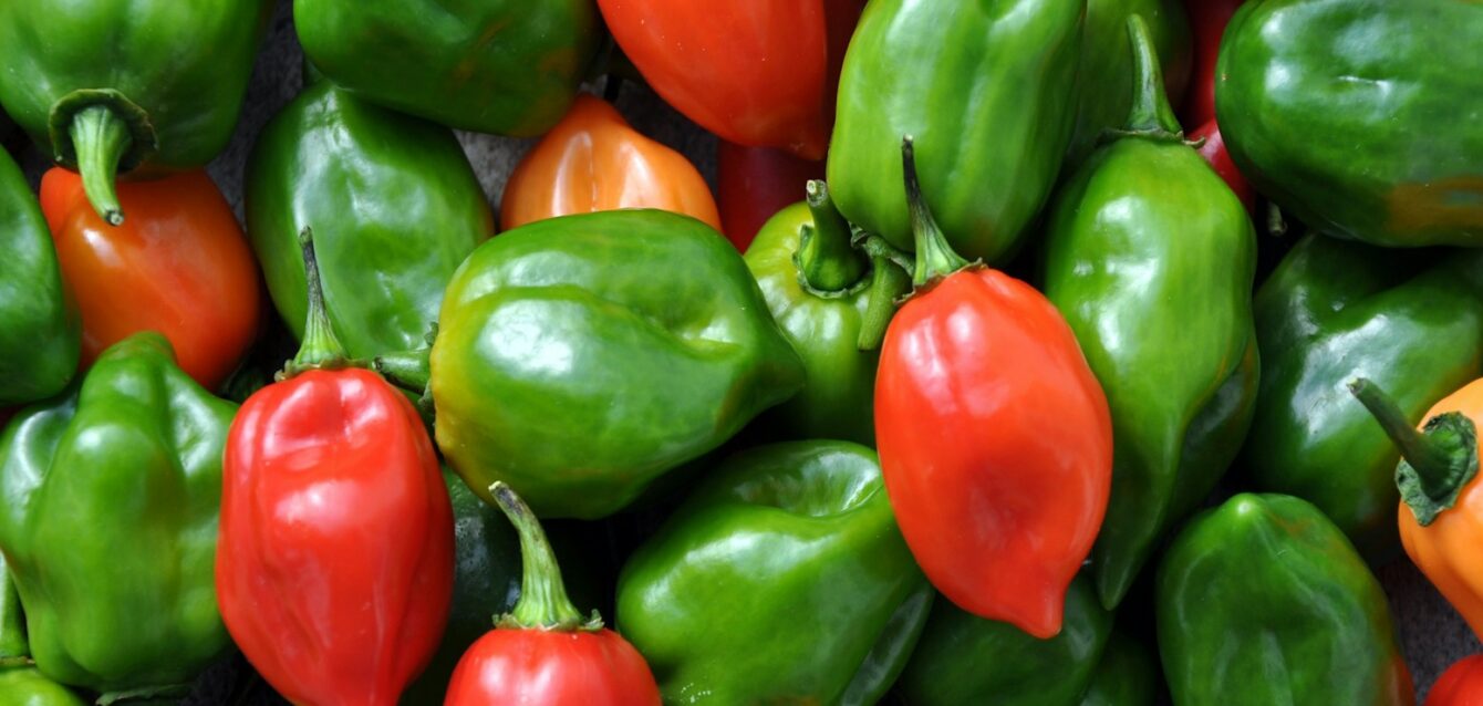 Photo by Jairaj Swann green and red bell peppers