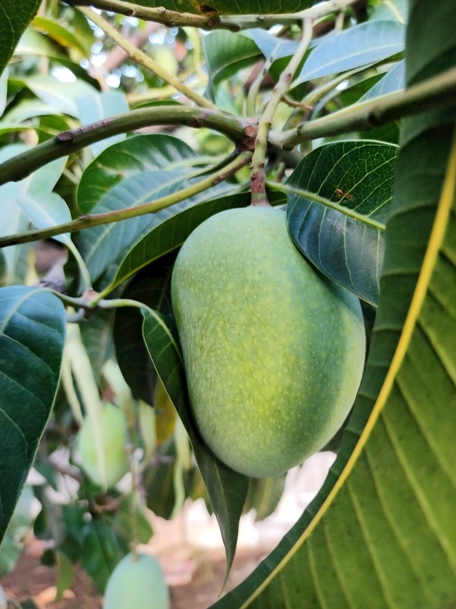 Photo by Aastik Maurya a close up of a mango tree with green leaves