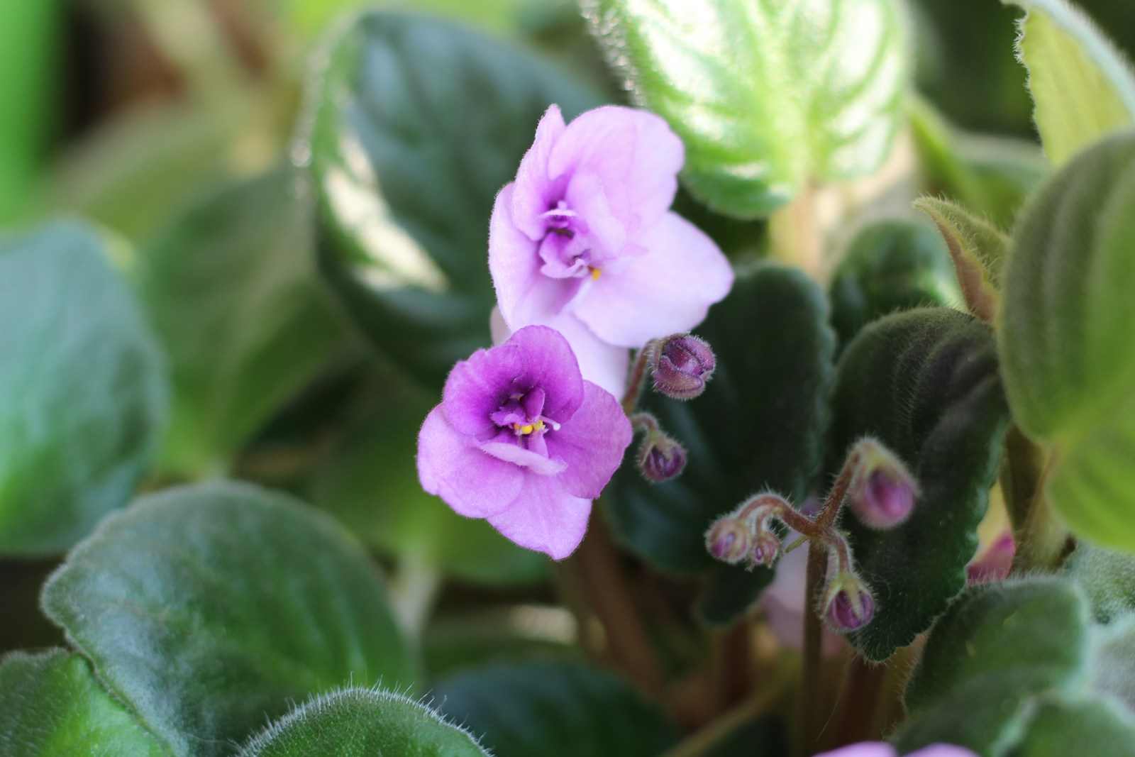 Photo by Marina Yalanska a close up of a plant with purple flowers