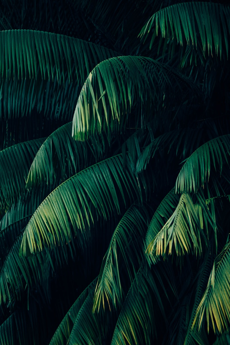 Photo by CHUTTERSNAP palm trees