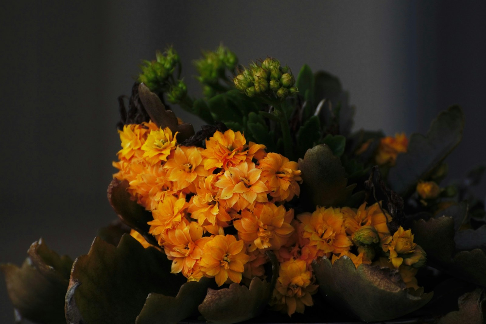 Photo by Vijayalakshmi Nidugondi a bunch of yellow flowers sitting on top of a table