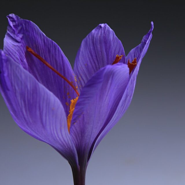 Photo by Benyamin Bohlouli
