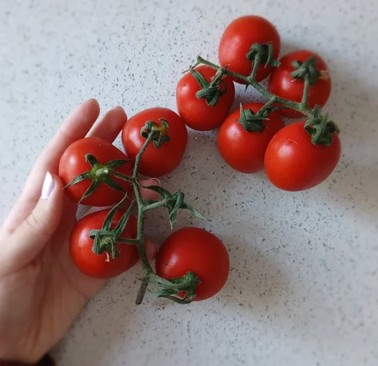 grow tomatoes on a balcony without using soil