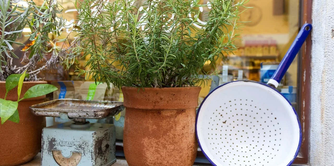 Photo by Arno M How to create a mini herb garden on your kitchen window