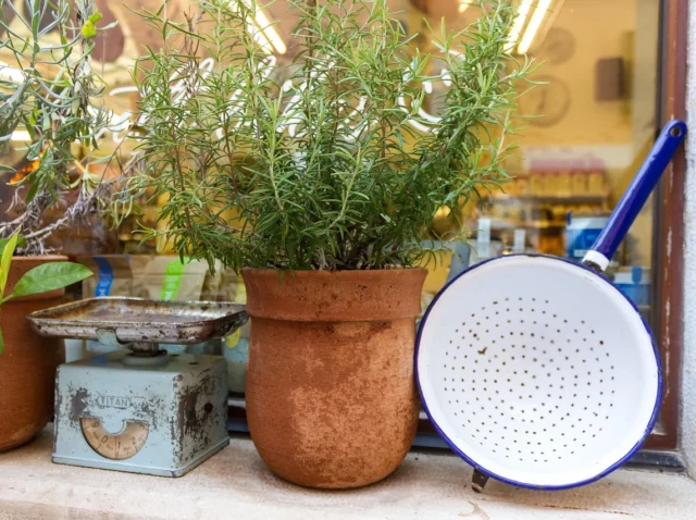 Photo by Arno M How to create a mini herb garden on your kitchen window