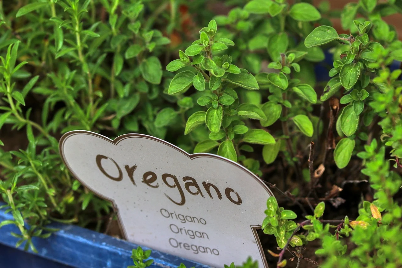 Photo by planet fox oregano, herbs, bed, kitchen, green, seasoning, aroma, herb, plant, fresh, spaghetti, nature, spice up