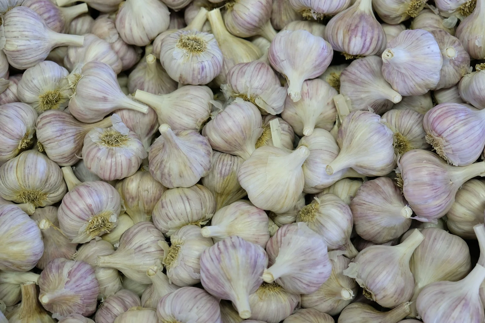 Photo by Mackenzie Marco clove of garlic