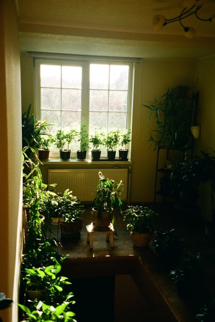 Photo by Krišjānis Kazaks a room filled with lots of green plants next to a window