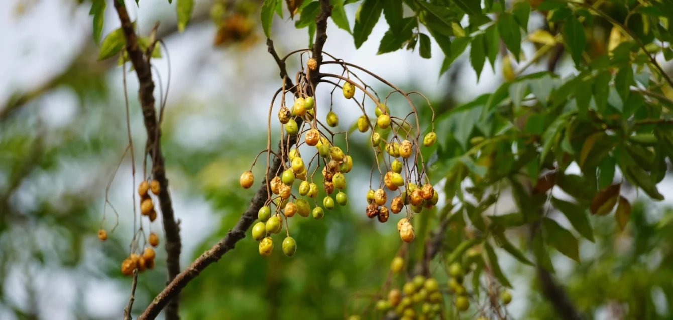 Photo by Duy Le Duc Clusters of small yellow berries hang from branches.