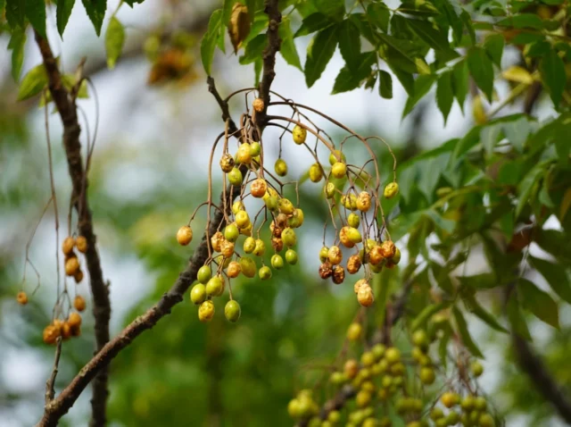 Clusters of small yellow berries hang from branches.