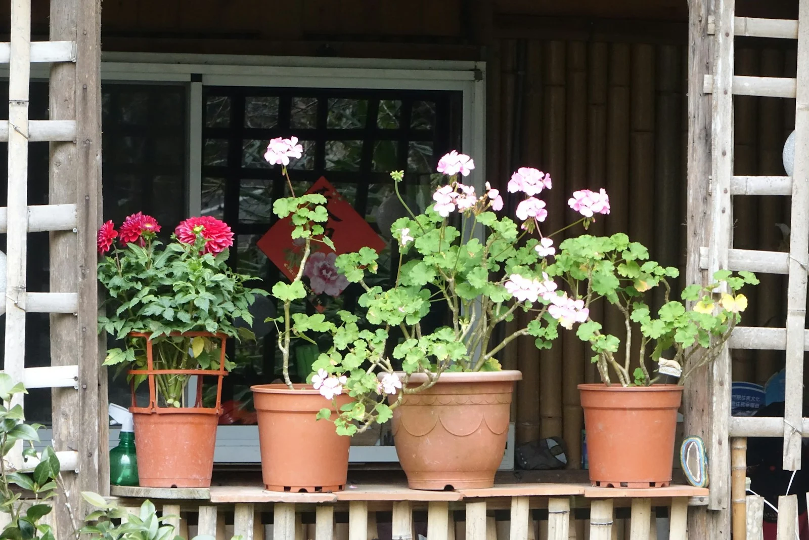 Photo by Arthur Tseng Several potted plants sit in a window sill