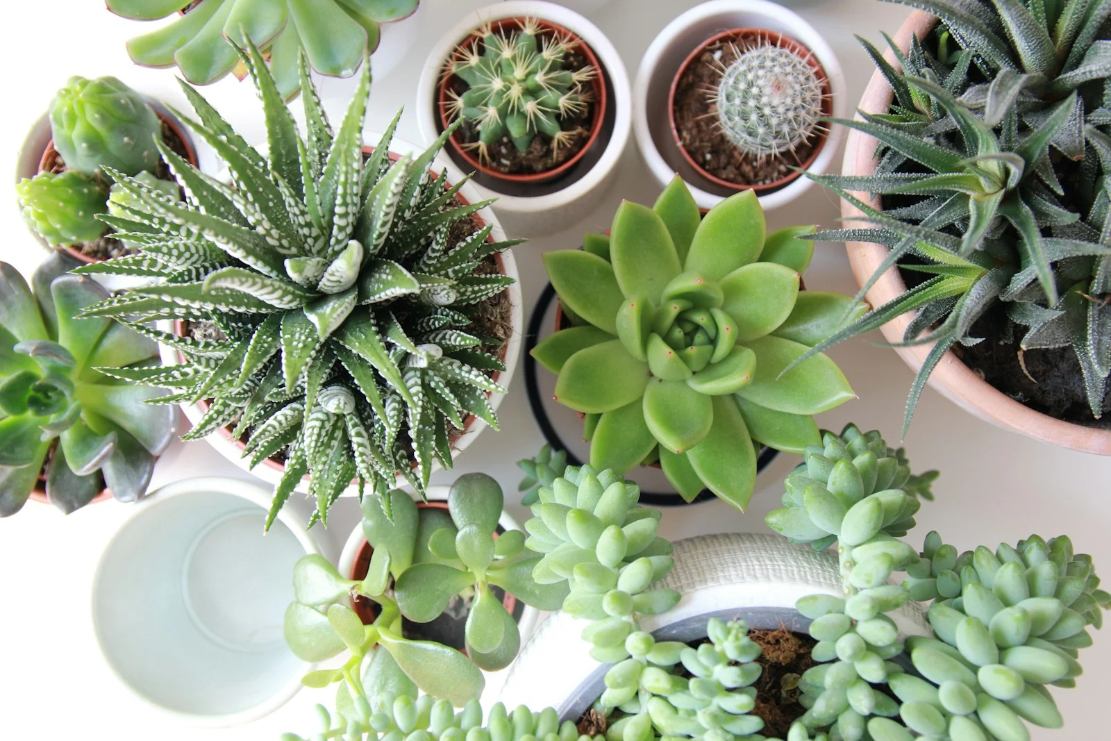 Photo by Angèle Kamp assorted succulents and cacti