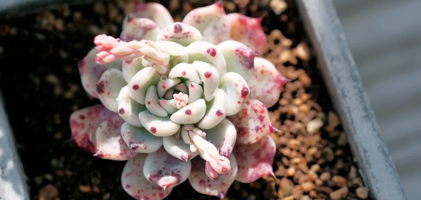 Photo by 8kka ame A close up of a small plant in a pot