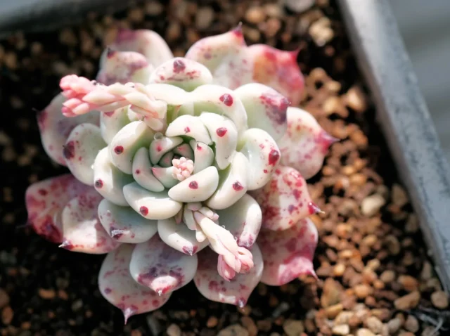 A close up of a small plant in a pot