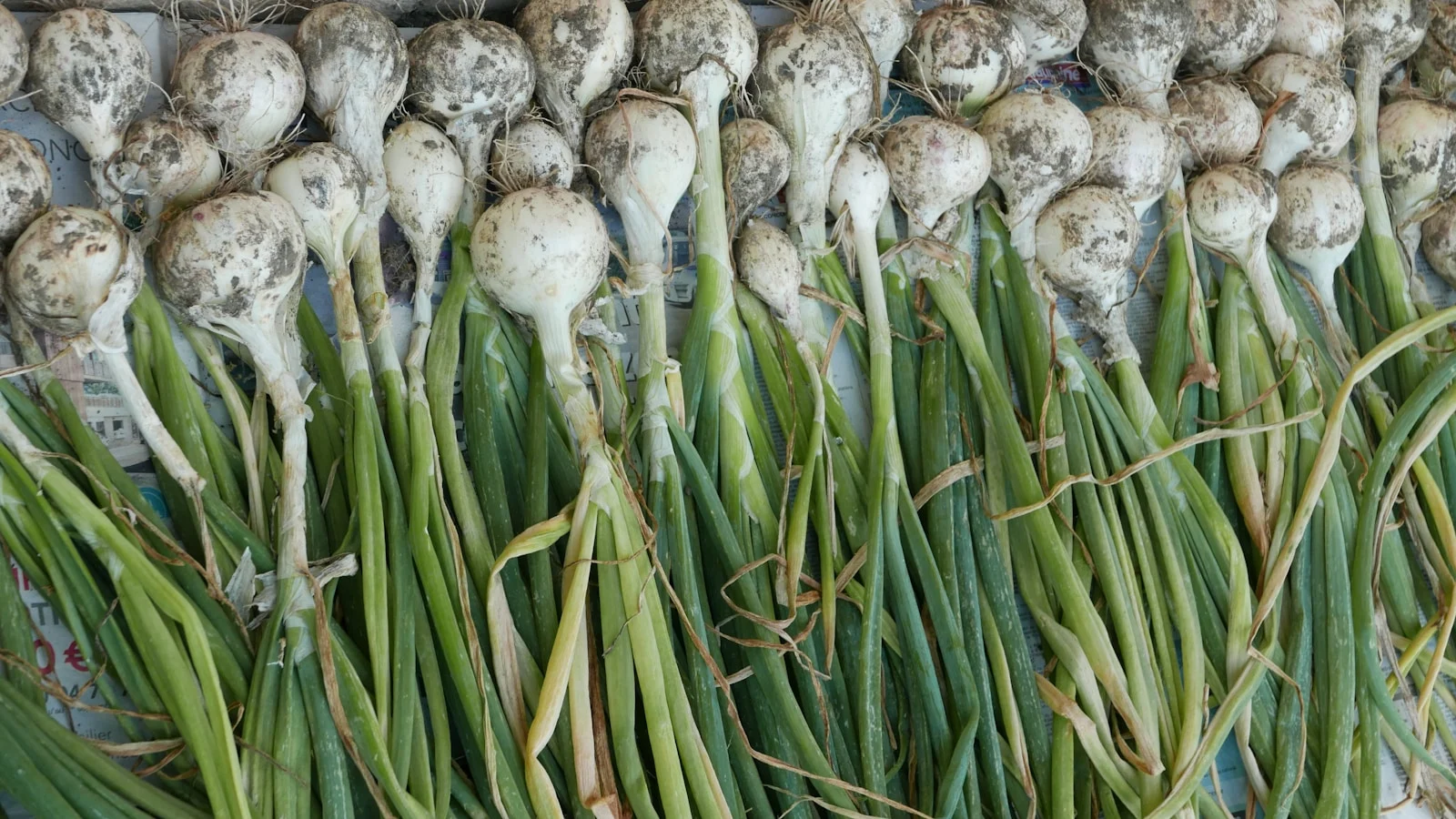 Photo by Daniel Thürler a bunch of green onions sitting next to each other