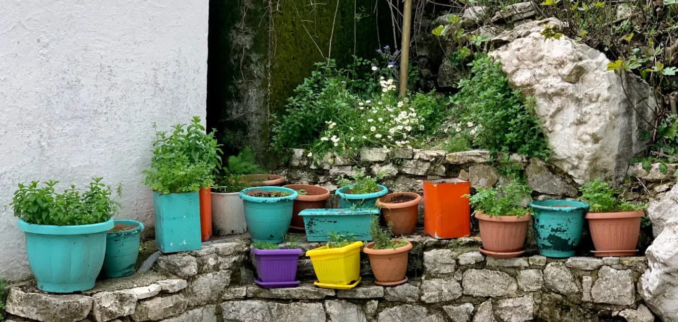 Photo by Wouter R a bunch of potted plants sitting on a stone wall