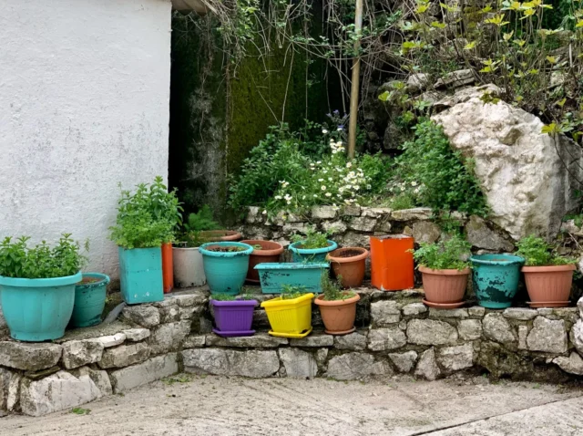 a bunch of potted plants sitting on a stone wall