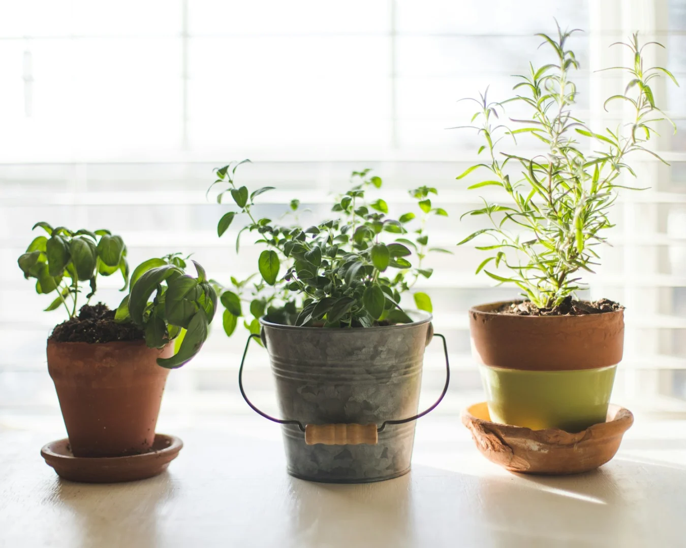 Photo by Sixteen Miles Out three green-leafed plants in pot